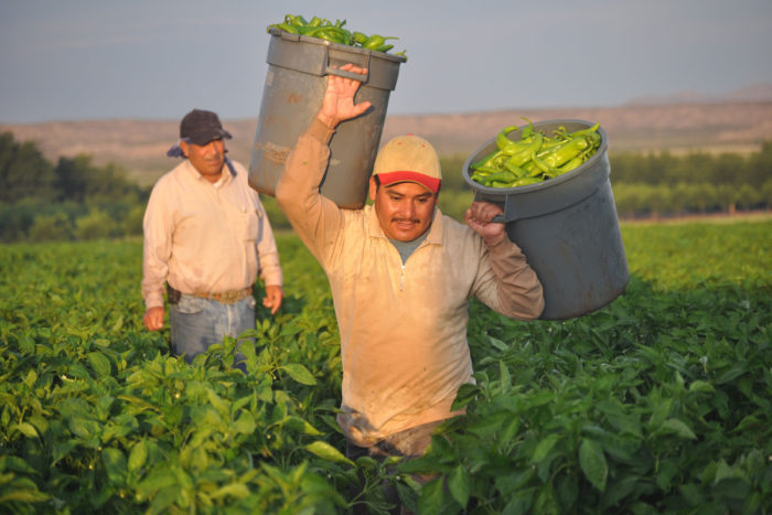 Mexican farmworkers (known as 'chileros') harvesting New Mexico's famed green chile. (Photo credit: Joseph Sorrentino / iStock)