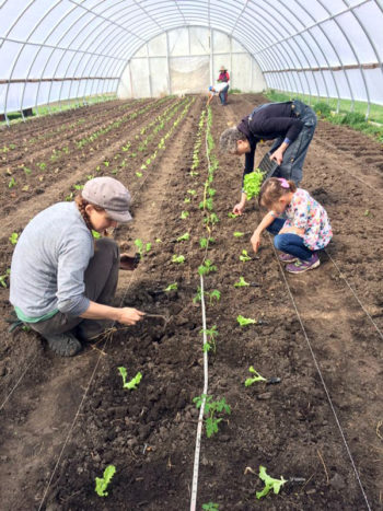 Planting tomatoes and lettuce in the hoop house. (Photo courtesy of Grinnell Heritage Farm)