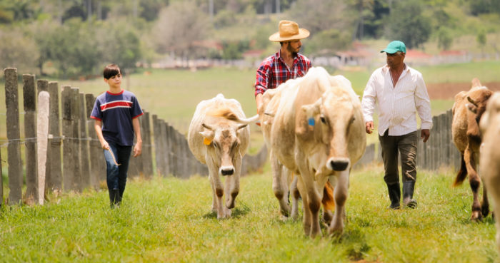 a family of farmowners herding cattle