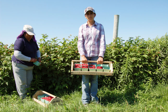 Two female farmworkers are harvesting raspberries on an Upstate NY farm. (Photo by Joseph Sorrentino / iStock)