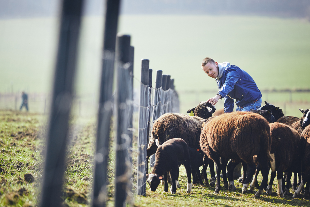 young farmer tending to his flock of sheep