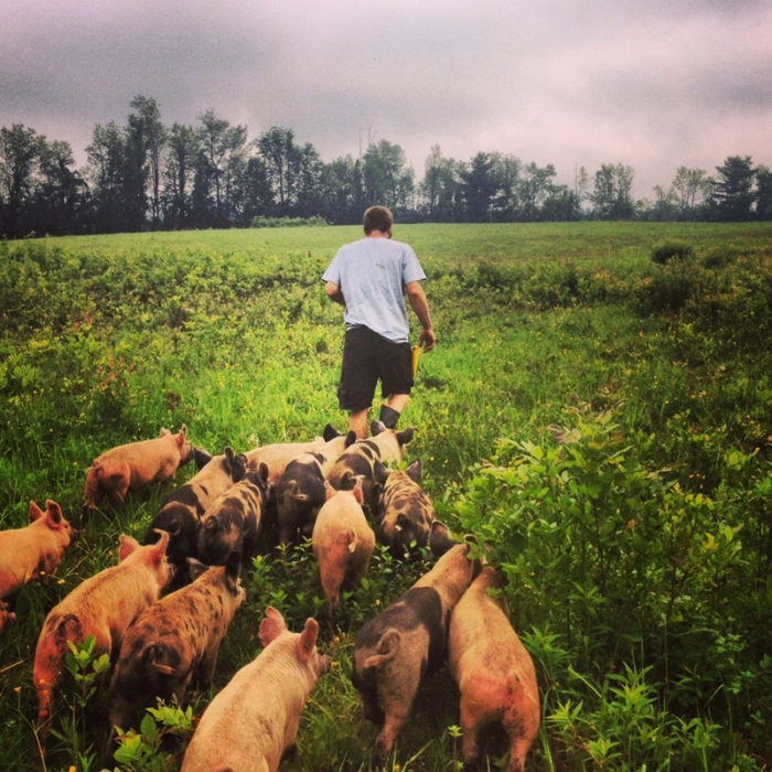 Asa Thomas-Train, one of the farmers at Mace Chasm Farm, leading his pigs in the field. (Photo courtesy of Mace Chasm Farm)