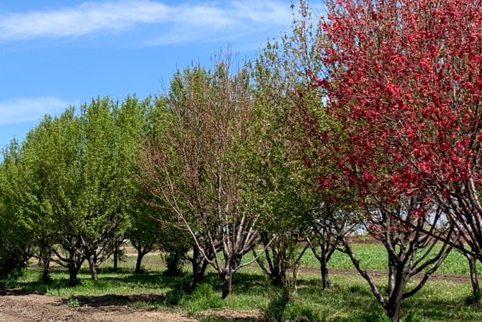 Orchards line the property near the side of the farm. (Photo by Rudri Patel)