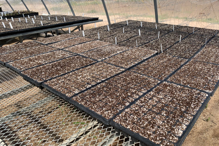 A large nursery houses several different varieties of seeds. (Photo by Rudri Patel)