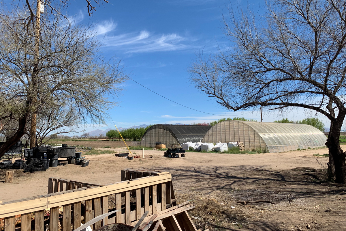 Mesquite trees are used to produce traditional O'odham flour. (Photo by Rudri Patel)