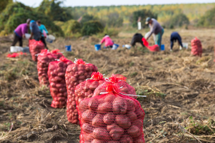 farmworkers picking and bagging potatoes