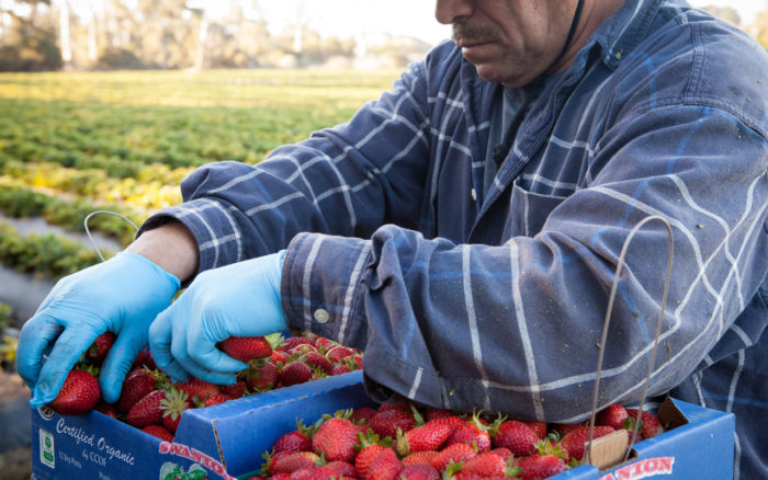 A berry farm worker packing a carton of strawberries. (Photo credit: Swanton Berry Farm, courtesy of AJP)