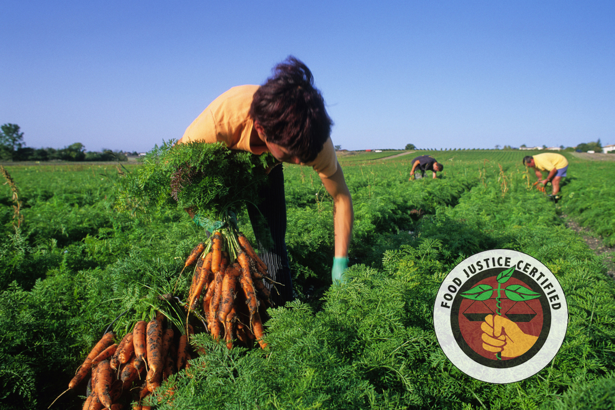 farm workers picking carrots in the field.