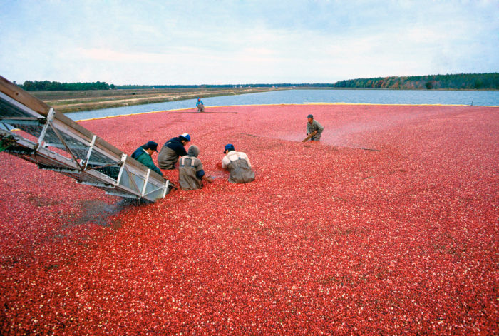 Farmworkers harvesting cranberries in New Jersey. (USDA photo by Keith Weller.)