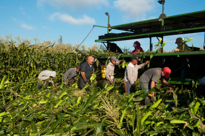 Migrant workers harvest corn on Uesugi Farms in Gilroy, Calif. (USDA photo by Bob Nichols)