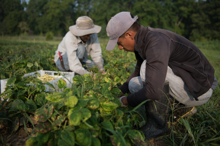 Workers harvest produce at Cottingham Farm in Easton, Md. (Photo CC-licensed by Keith Rutowski/Chesapeake Bay Program)