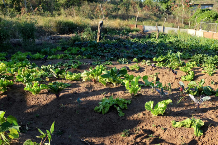 Most of the vegetables that Finca Conciencia sell are leafy greens. Much of it goes to the island’s growing restaurant businesses. (Photo © Sarah Sax)