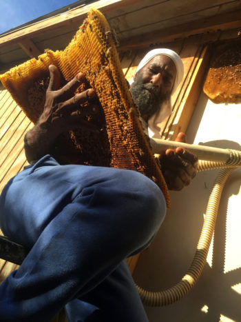 Jorge Cora working on the beehives. (Photo courtesy of Finca Conciencia)