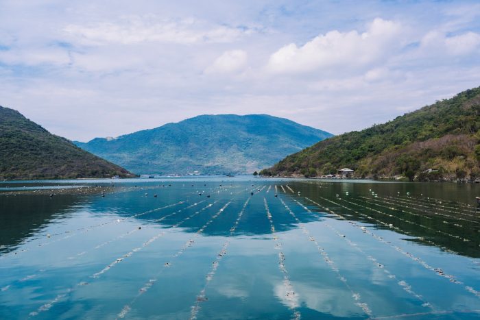 Australis Aquaculture experiments with longline seaweed farming as a rotational crop to its barramundi operation in Van Phong Bay, Vietnam.