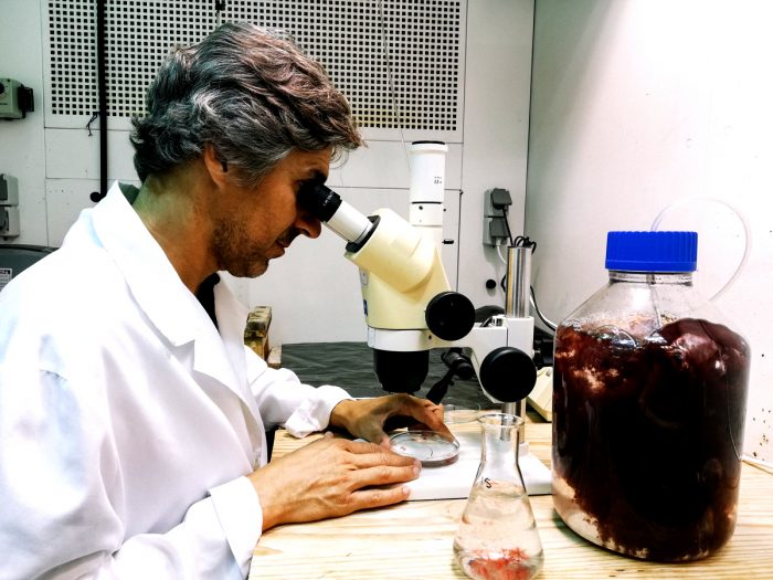 Greener Grazing team member Dr. Leonardo Mata examines a strain of Asparagopsis taxiformis red seaweed closely under microscope.