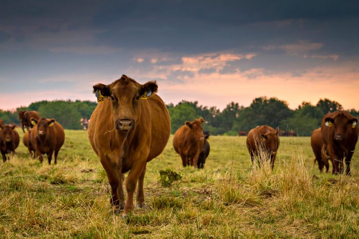 Cows grazing grass Photo © Kyle Spradley for the University of Missouri Forage Systems Research Center