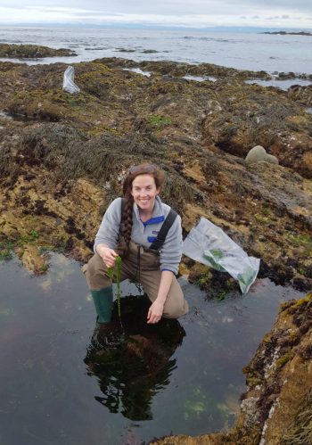 Moss Landing Marine Laboratories graduate student Katherine Neylan collecting native seaweed samples. (Photo courtesy of Luke Gardiner)