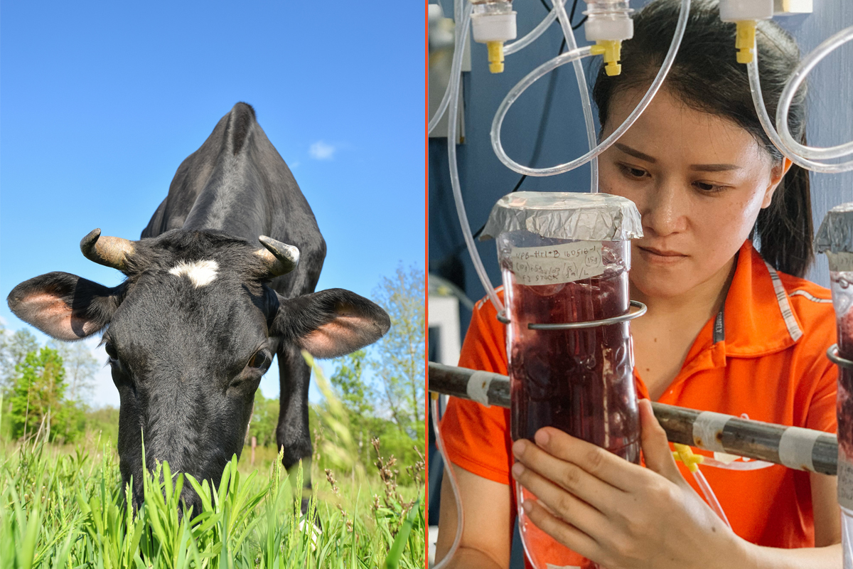 scientist working on seaweed to help cows reduce their climate change impacts