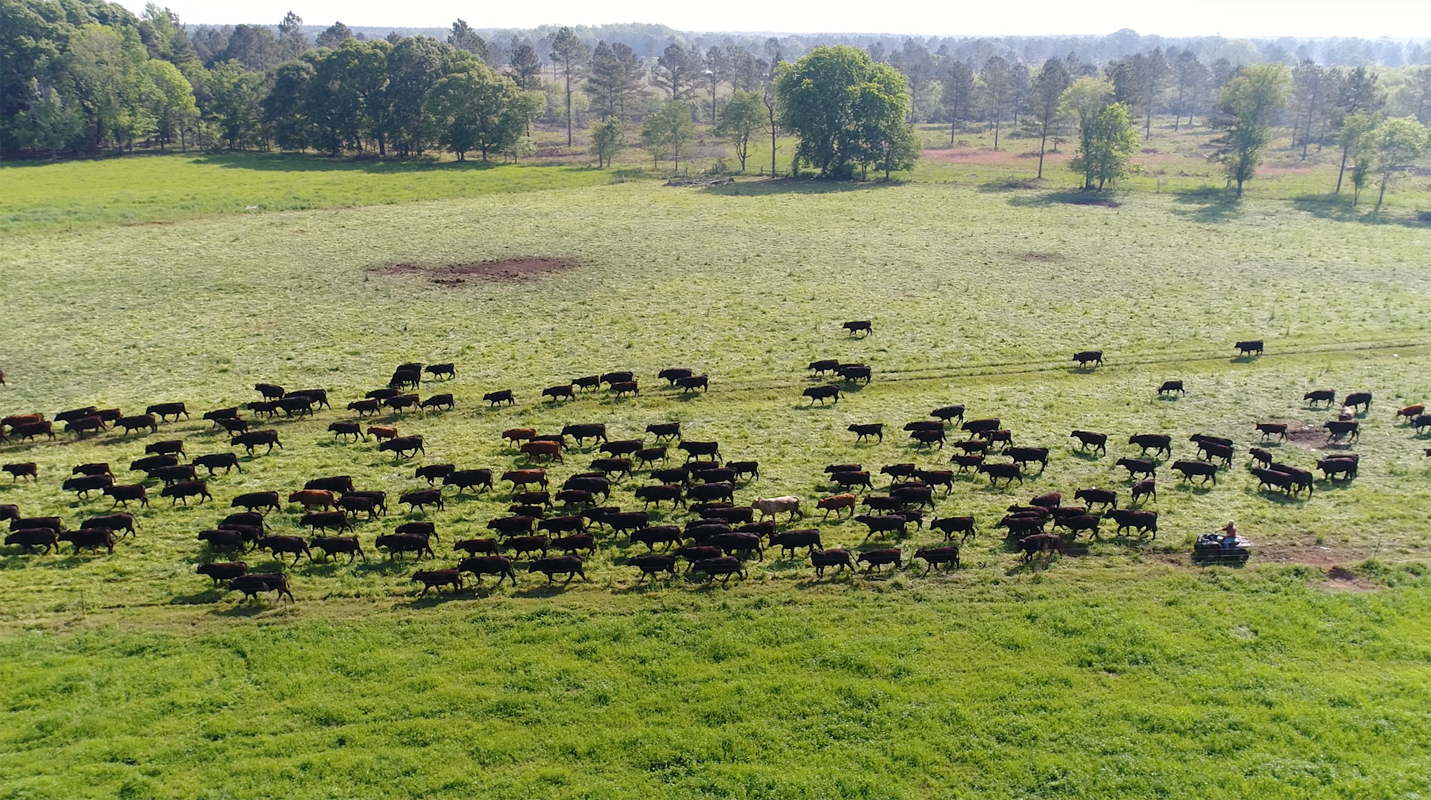 Moving the herd of cattle at White Oak Pastures. Photo courtesy of White Oak Pastures.