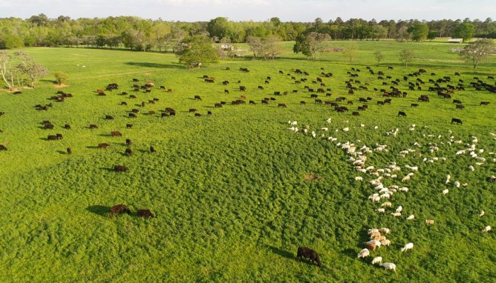 Cattle and sheep grazing at White Oak Pastures. Photo courtesy of White Oak Pastures.