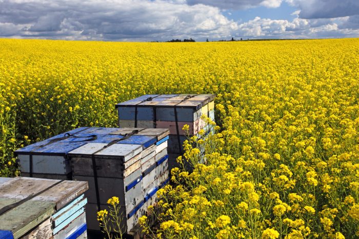 Beehives in an Oregon canola field