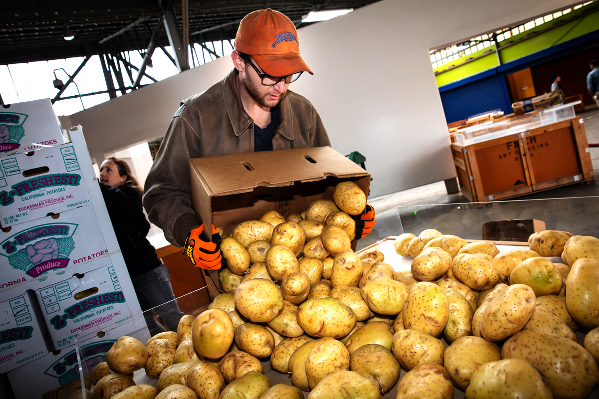 Recovering potatoes for Food Forward (Photo © Eron Rauch)