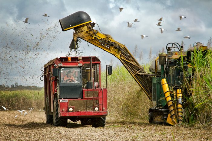 A mechanical sugar cane harvester in Queensland, Australia. (Photo by Michele Jackson / iStock)