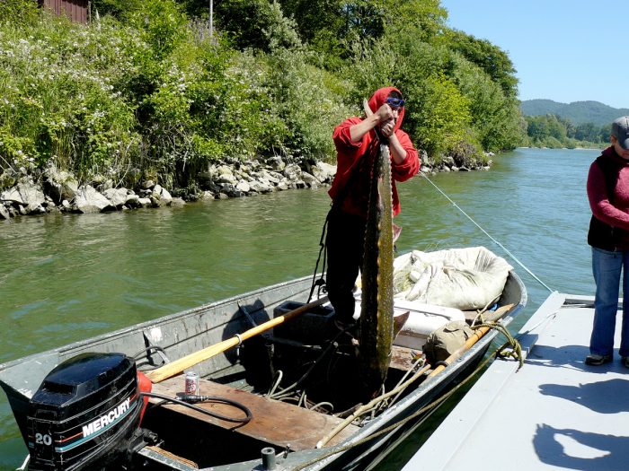 A sturgeon caught by Yurok fishermen on the Klamath River. (Photo CC-licensed by DocentJoyce on Flickr)