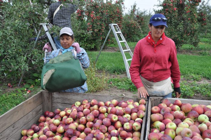 Female farmworkers on an apple farm in Upstate New York during harvest season