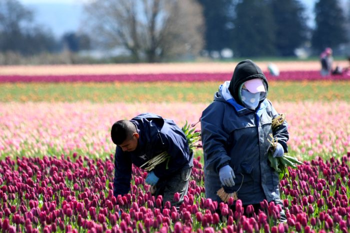 Two agricultural guest workers pick tulips in Mount Vernon, Washington.