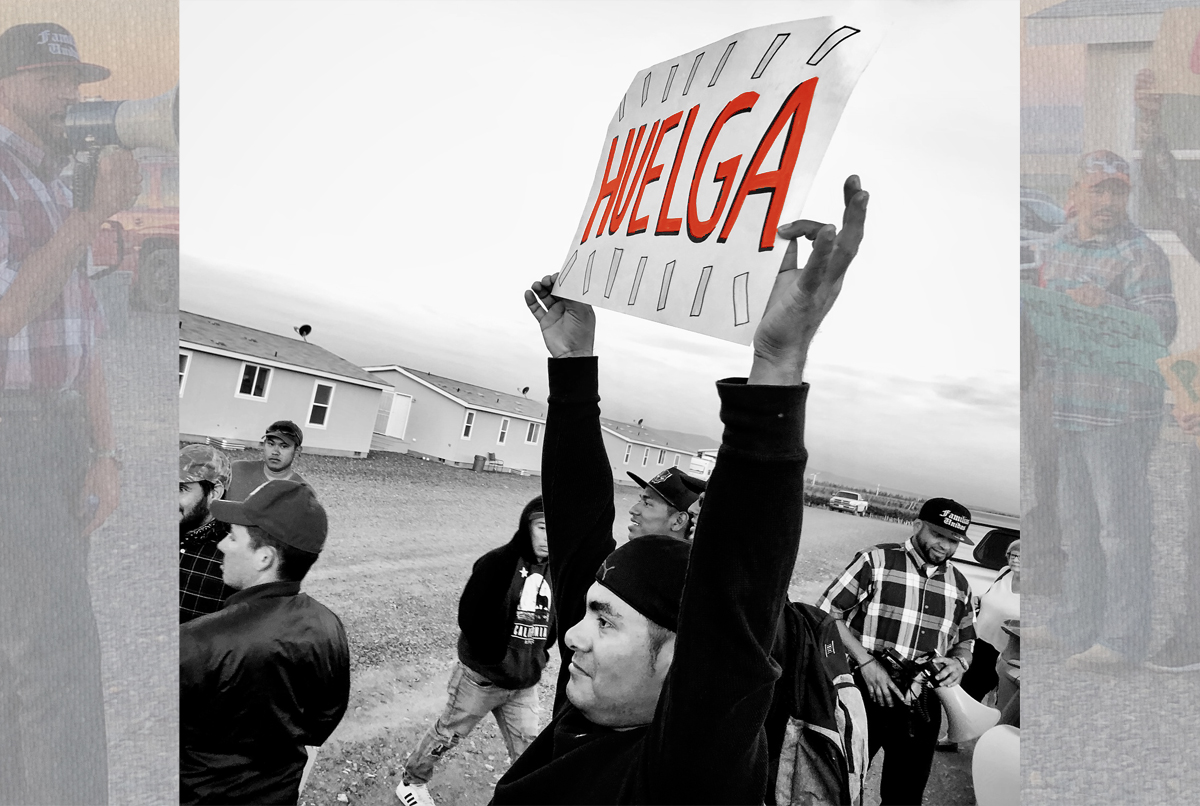 Guest workers striking at King Fuji Ranch