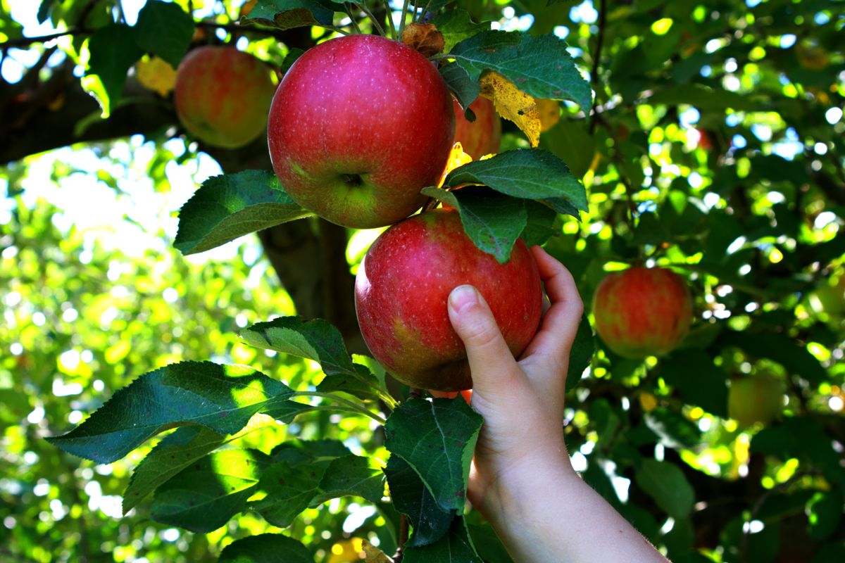 hand picking an apple from a food forest