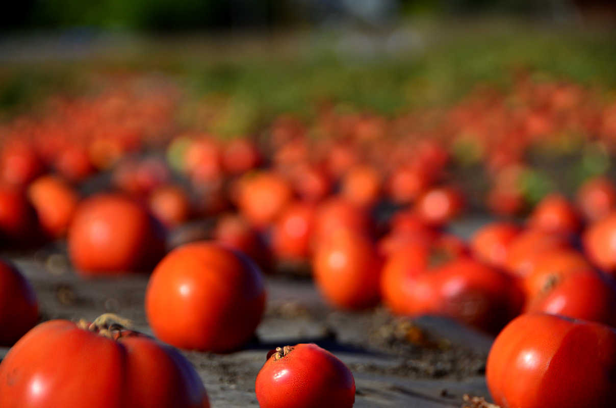 farm food waste of tomatoes rotting in the field. Photo CC-licensed by Steve Corey on Flickr.