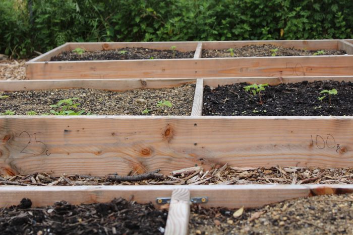 Sara Perl Egendorf's compost-ratio tests at East New York Farms. (Photo by Ada Cowan)