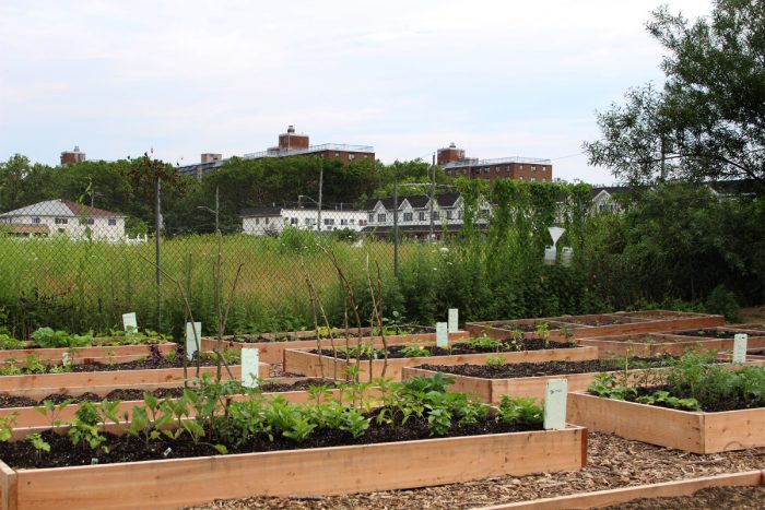 East New York Farms, with the Louis H. Pink houses in the background. (Photo by Ada Cowan)