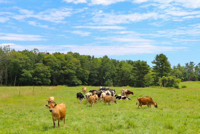 Organic cows grazing at Wolfe's Neck Center for Agriculture & the Environment, in Freeport Maine