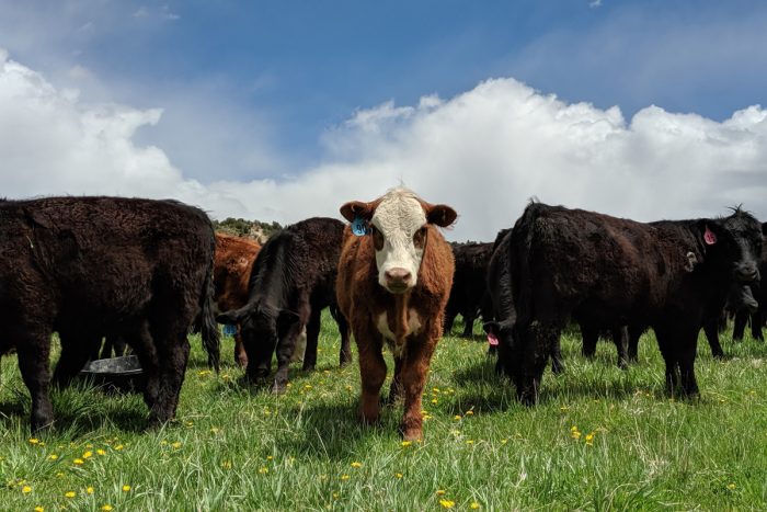 Cattle grazing on fresh grass after a moving to a new paddock at Headwaters Cattle and Guest Ranch in Boulder, Utah. (Photo courtesy of Land Core)