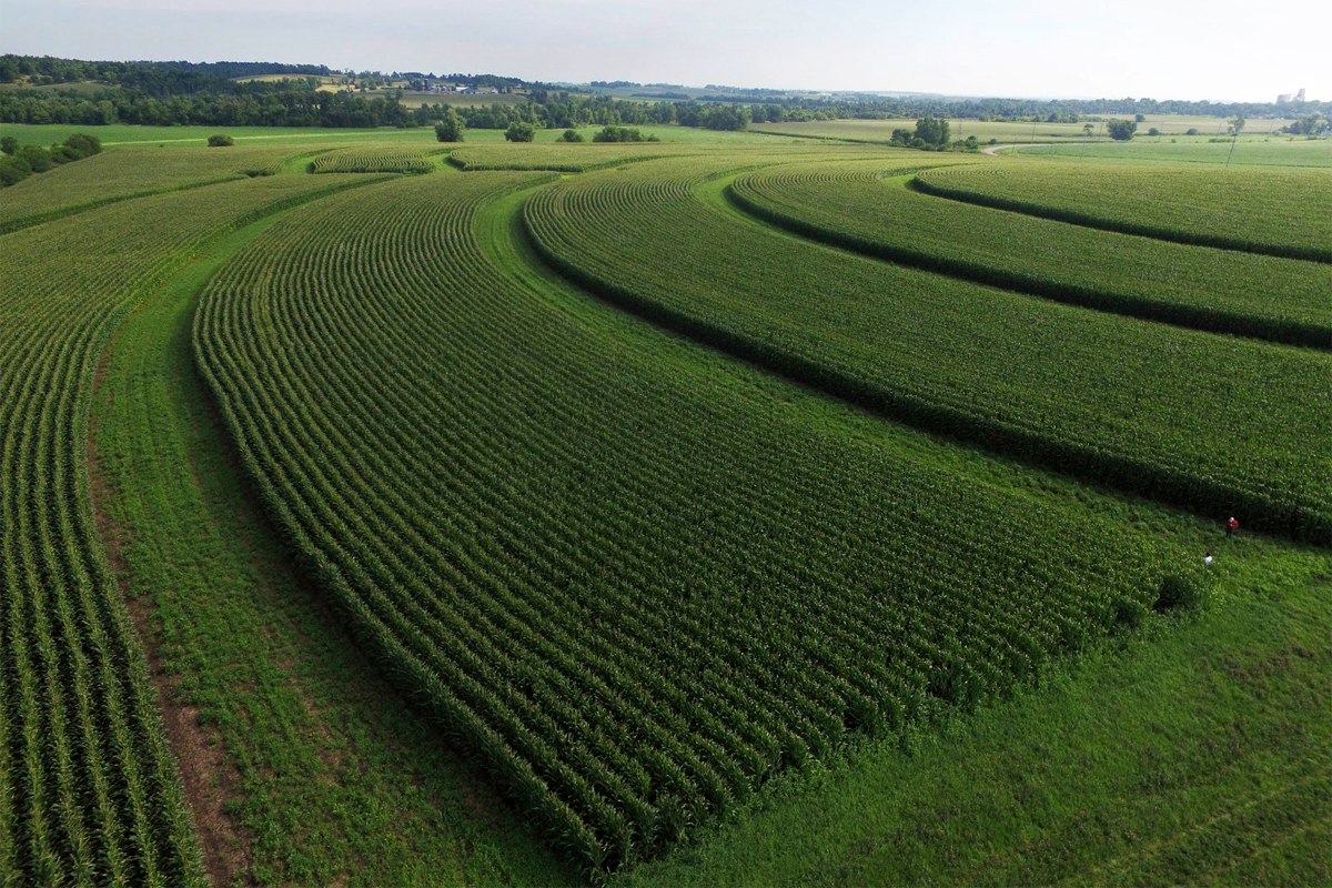 Prairie Strips on Larry and Margaret Stone's farm near Traer, IA. Strips were frost seeded in January 2016 and this photo was taken in July 2017, showing the first year of growth.