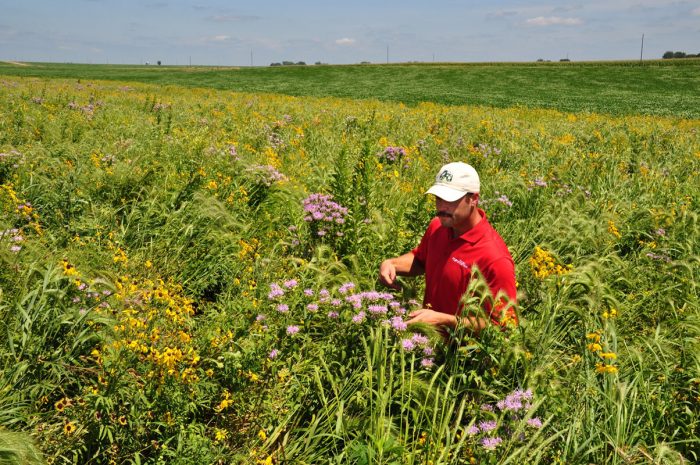 Prairie Strips on Tim Smith's farm in Eagle Grove, Iowa.