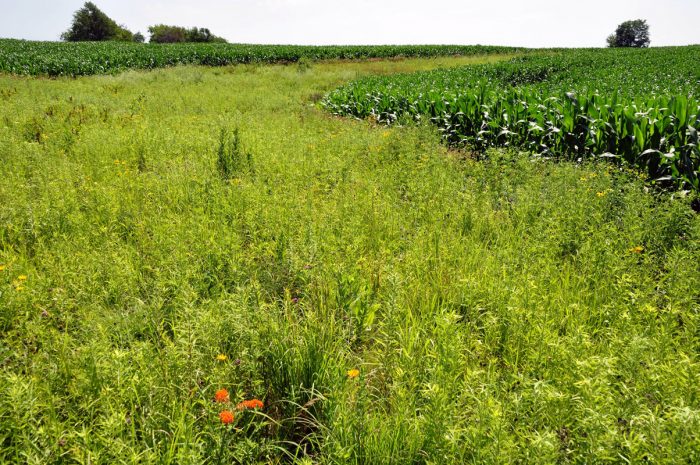 Prairie strips at Neal Smith Wildlife Refuge near Prairie City, Iowa, among the first established in Iowa. Iowa State University is studying their effectiveness for erosion control and other benefits.