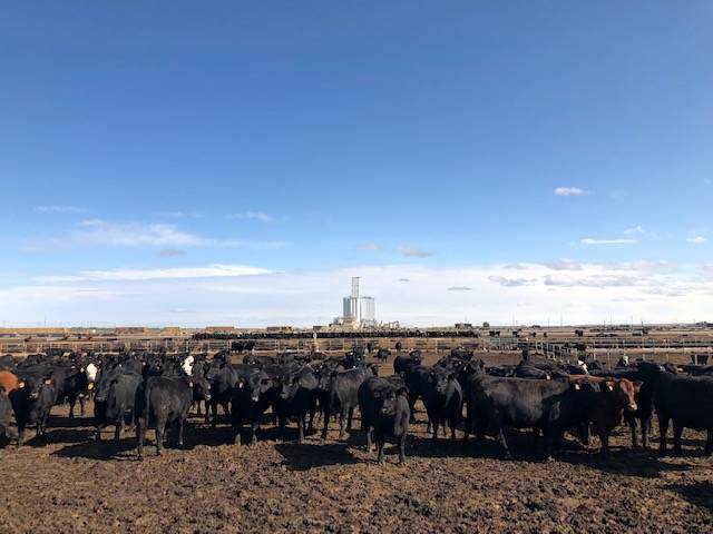 At the Five Rivers cattle feeding operation in Kersey Colo., nearly 100,000 cattle are fed to market weight. The U.S. is the world's largest producer of beef, and Five Rivers is the world's largest cattle feeding company, with nearly 1 million cattle across six states. (Photo credit: Georgina Gustin, InsideClimate News)