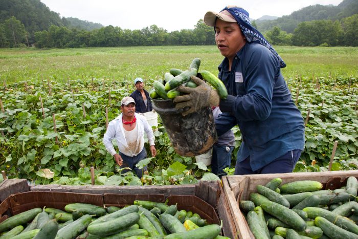 Migrant workers load cucumbers into a truck in Blackwater, Virginia. (Photo CC-licensed by Bread for the World)