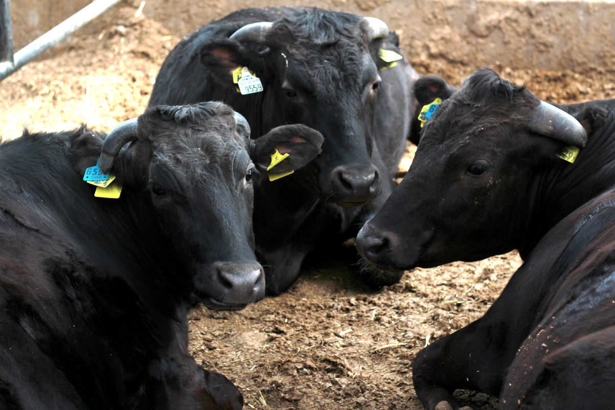 Japanese Beef cattle. Photo by japanexterna.se