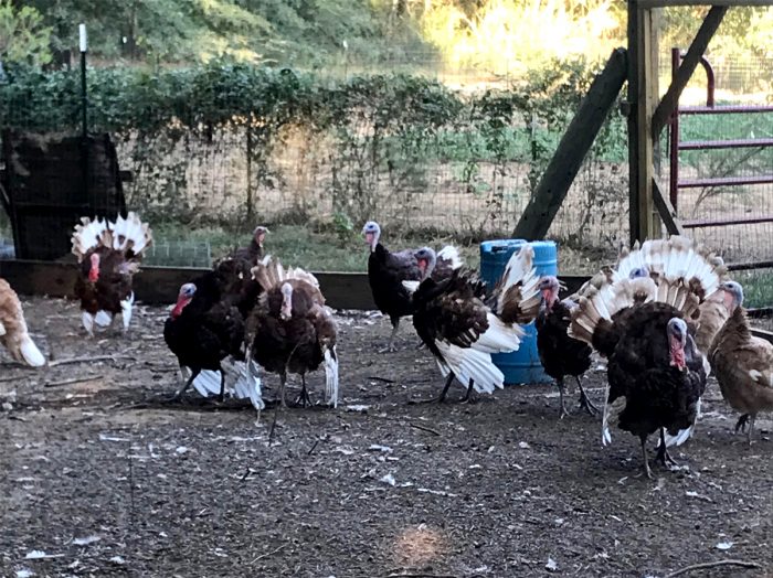 Turkeys at Comfort Farms. (Photo by Allison Salerno)