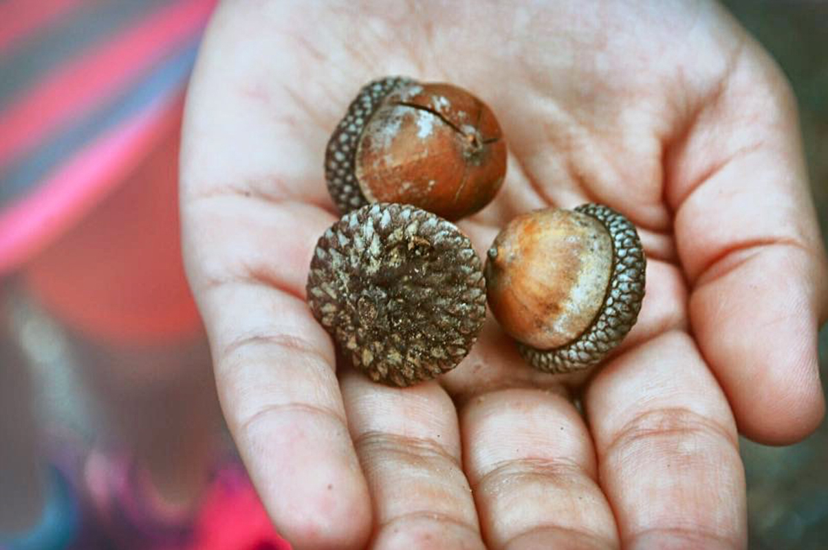 hand holding acorns