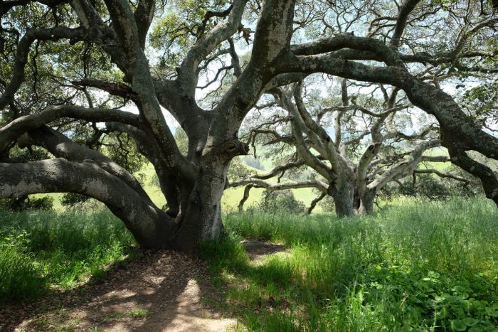 Acorns, still abundant, are a nutritional tribal food. But accessing California’s oak groves, like these on a hillside in a Sonoma county park, is an ongoing challenge.