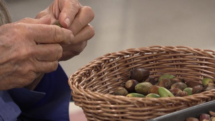 Processing acorns is labor intensive and multi-step. After gathering and sorting, they must be shelled, ground, and the meal leached repeatedly with water to remove bitter tannins.