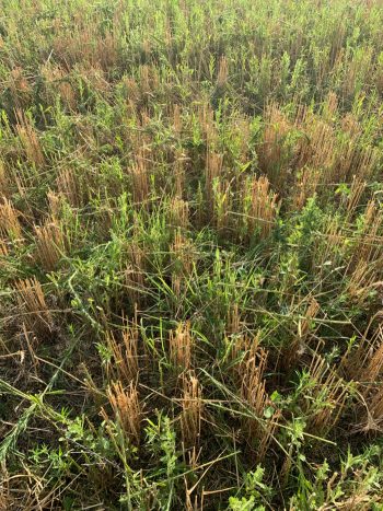 New grass growing among last year's stalks. Photo courtesy of Chris Grotegut