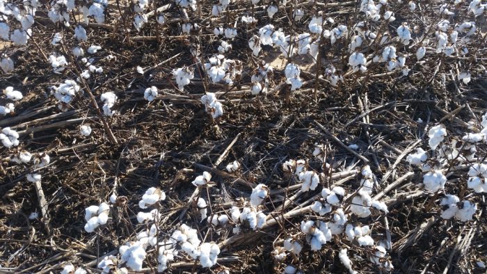 Ready to harvest with mulch. Photo courtesy of Barry Evans