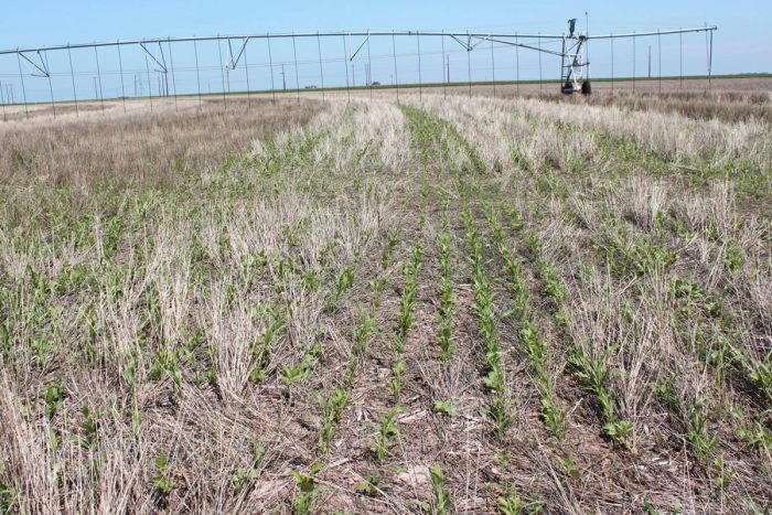 Growing season on RN Hopper's farm.